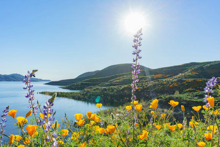 Lots of wild flower blossom (Perennial Lupine and poppy flowers) at Diamond Valley Lake, Californiaの写真素材