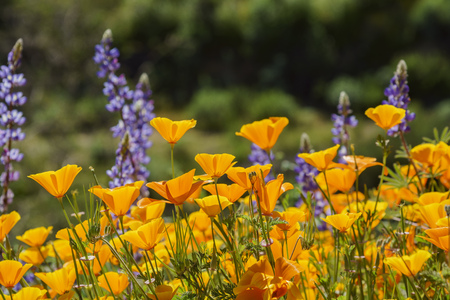Lots of wild flower blossom (Perennial Lupine and poppy flowers) at Diamond Valley Lake, Californiaの写真素材