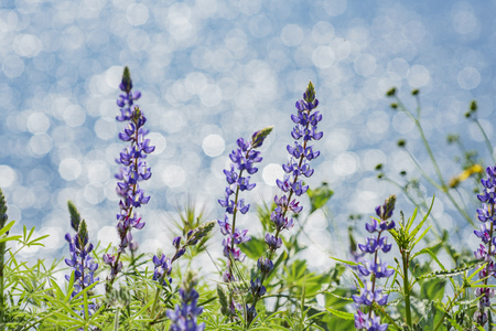 Lots of wild flower blossom (Perennial Lupine and poppy flowers) at Diamond Valley Lake, Californiaの写真素材