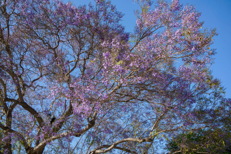 Beautiful jacaranda blossom, saw at Los Angeles, California