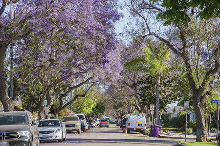 Los Angeles, MAY 1: Beautiful jacaranda blossom on MAY 1, 2017 at Los Angeles, Californiaのeditorial素材