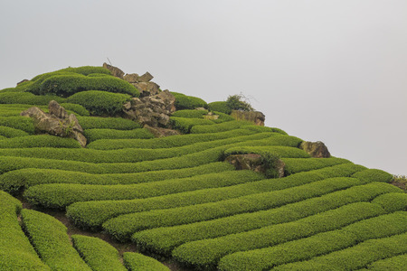 Tea farm with foggy view of Shizhuo, near Alishan, Taiwanの写真素材