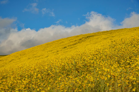 Beautiful yellow goldifelds blossom at Carrizo Plain National Monument, California, U.S.A.の写真素材