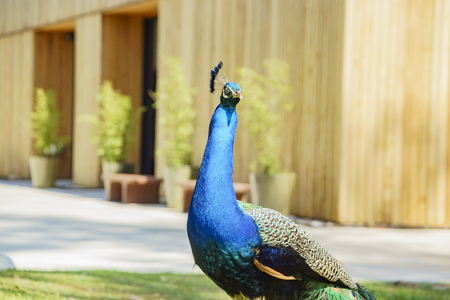 peacockの写真素材