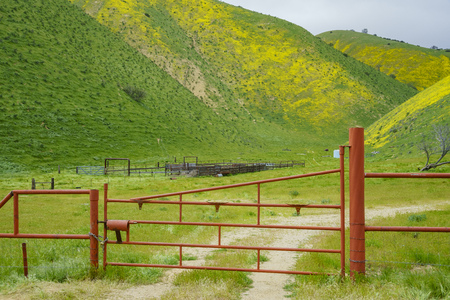 Lasthenia field at  Soda Lake , Carrizo Plain , California, U.S.A.のeditorial素材