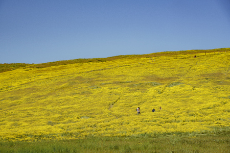 Lasthenia field at  Soda Lake , Carrizo Plain , California, U.S.A.のeditorial素材