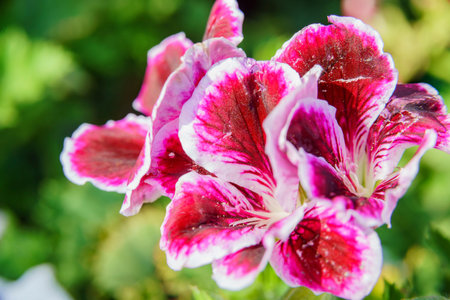Close up shoot of  red flowers