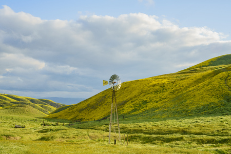 Lasthenia field at  Soda Lake , Carrizo Plain , California, U.S.A.の写真素材