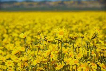 Lasthenia field at  Soda Lake , Carrizo Plain , California, U.S.A.