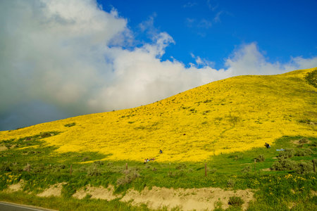 Lasthenia field at  Soda Lake , Carrizo Plain , California, U.S.A.
