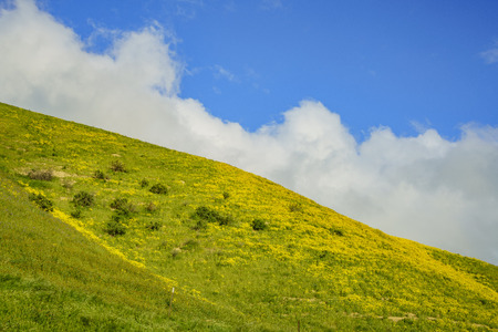 Lasthenia field at  Soda Lake , Carrizo Plain , California, U.S.A.の写真素材