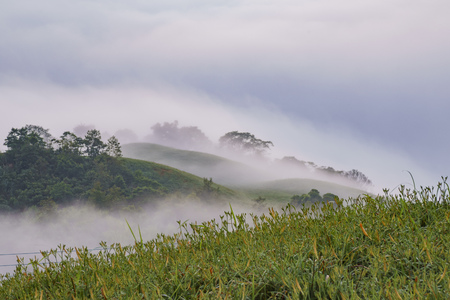 Morning cloud sea and  Daylily flower at sixty Stone Mountain in Hualien, Taiwanの写真素材