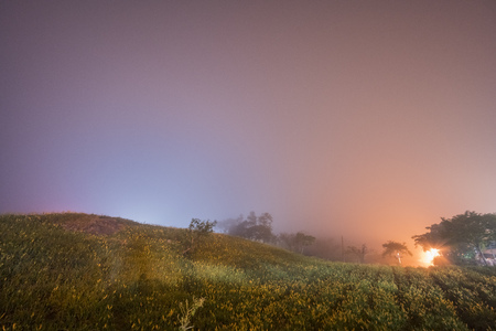 Night view of Daylily flowers at sixty Stone Mountain in Hualien, Taiwanの写真素材