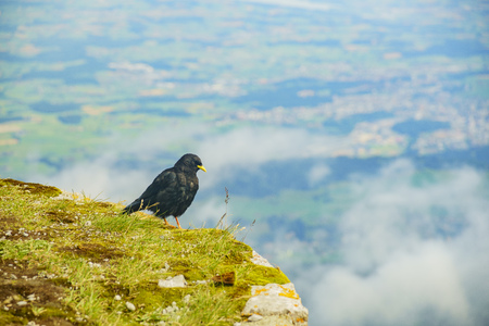 Crow standing at Mountain Pilatus, Lucerne, Switzerlandの写真素材