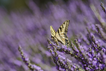 Close up of Papilio machaon and Beautiful purple lavender blossom of Lavender Festival of 123 Farm at San Bernardino, Los Angeles County, United Statesの写真素材