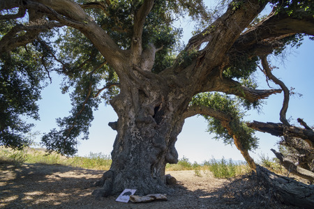 Thousand years old Oak Tree of Lavender Festival of 123 Farm at San Bernardino, Los Angeles County, United Statesの写真素材