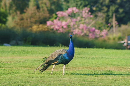 peacock walking around with Pink tree behind at Los Angeles County Arboretum and Botanic Gardenの写真素材