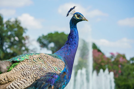 peacock walking around with fountain behind at Los Angeles County Arboretumの写真素材