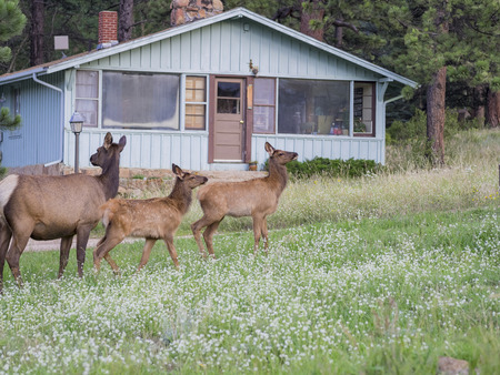 Beautiful Sika Deer Rocky at Mountain National Park, Colorado, United Statesのeditorial素材