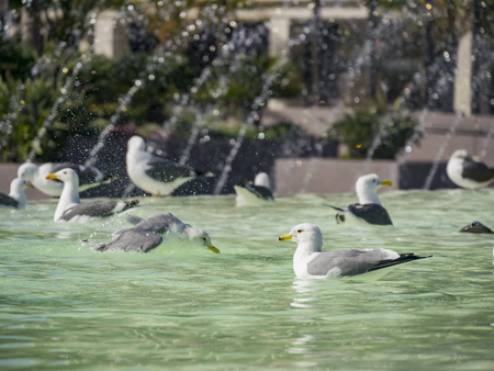 Seagull playing in a fountain at Long Beach, California, United Statesの写真素材