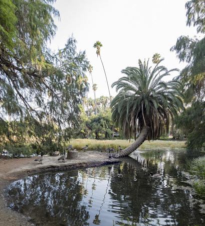 Many Canada Geese stay near the pond and palm tree at Los Angeles County Arboretum & Botanic Garden, California, United Statesの写真素材
