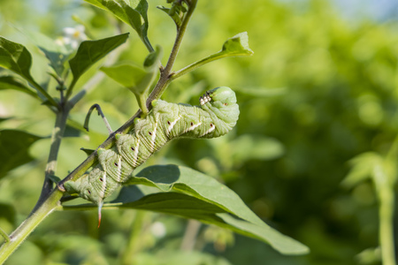 Pest on the Tomamto - tomato hornworm saw at home gardenの写真素材