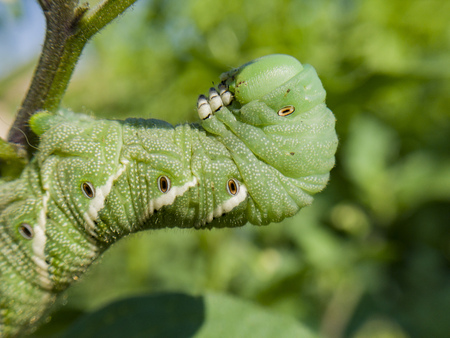 Pest on the Tomamto - tomato hornworm saw at home gardenの写真素材