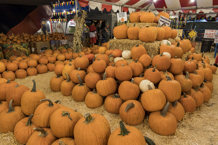 Pasadena, OCT 26: Many Pumpkins selling at a pumpkin patch on OCT 26, 2017 at Pasadena, Los Angeles County, California, United Statesのeditorial素材