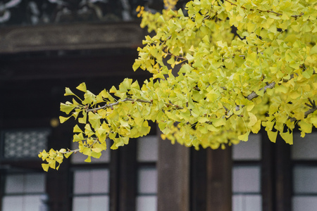 Beautiful ginkgo tree turning into yellow on Autumn, at Nishi Hongan-ji, Kyoto, Japanのeditorial素材