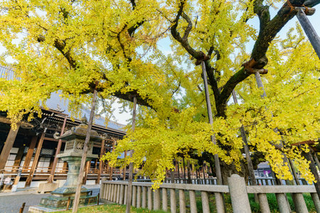 Beautiful ginkgo tree turning into yellow on Autumn, at Nishi Hongan-ji, Kyoto, Japanのeditorial素材