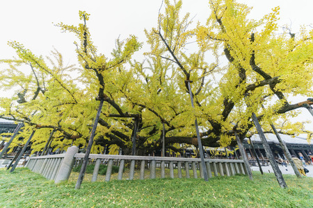 Kyoto, NOV 22: Beautiful ginkgo tree turning into yellow on NOV 22, 2017 at Nishi Hongan-ji, Kyoto, Japanのeditorial素材