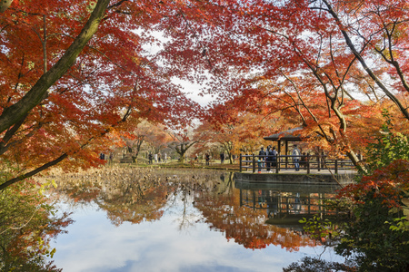 Kyoto, NOV 25: fall color of Kyoto Botanical Garden, on NOV 25, 2017 at Kyoto, Japanのeditorial素材