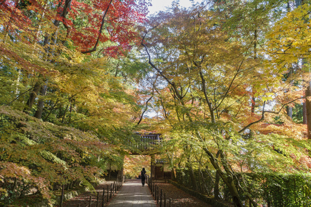 fall color scenery of Komyo-ji at Kyoto, Japanのeditorial素材