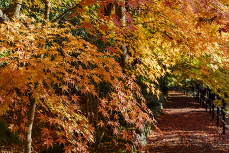 fall color maple leaves at Kyoto, Japanの写真素材