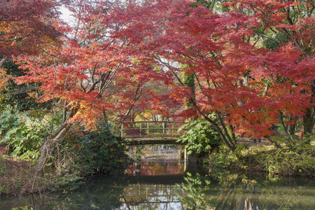 fall color of Kyoto Botanical Garden, Kyoto, Japanの写真素材