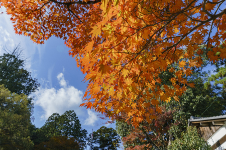 Hiyoshi Taisha at Otsu, Shiga, Japanのeditorial素材