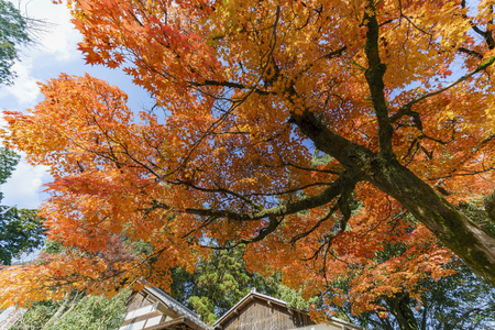 Hiyoshi Taisha at Otsu, Shiga, Japanのeditorial素材