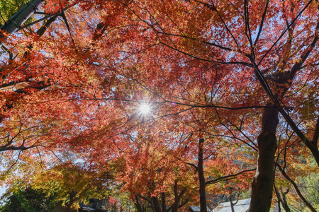 Jojakko-Ji temple scenery at Kyoto, Japanのeditorial素材