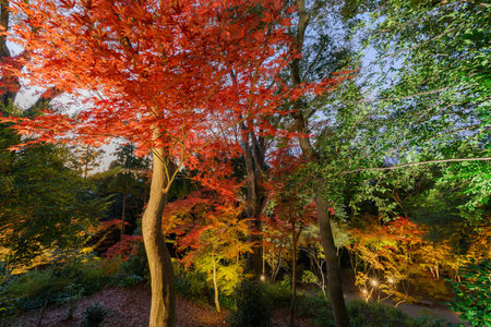 Maple tree of Kitano Tenmangu at Kyoto, Japan