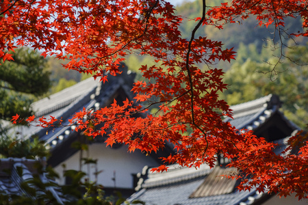 Komyo-ji at Kyoto, Japanのeditorial素材