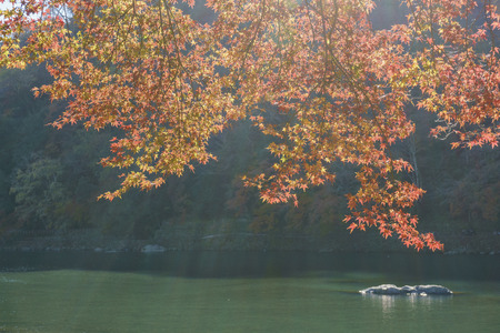 fall color and Katsura River, Arashiyama, Kyoto, Japanの写真素材