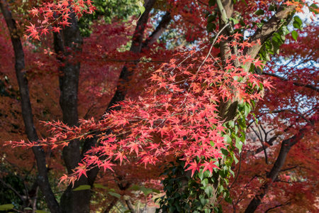 Maple leaves at Kyoto Botanical Garden, Kyoto, Japan