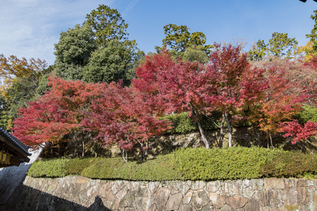 fall color scenery of Komyo-ji at Kyoto, Japanのeditorial素材
