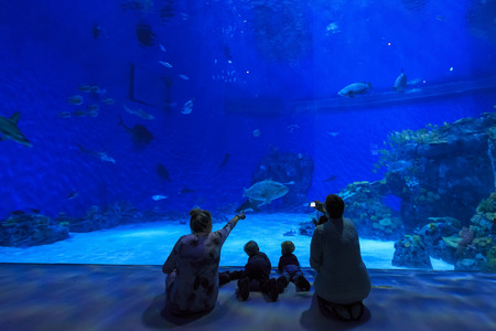 Copenhagen, NOV 20: Interior view of the famous National Aquarium Denmark of Copenhagen on NOV 20, 2015 at Copenhagen, Denmarkのeditorial素材