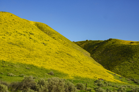 California, APR 8: yellow goldifelds blossom on APR 8, 2017 at Carrizo Plain National Monument, California, U.S.A.のeditorial素材