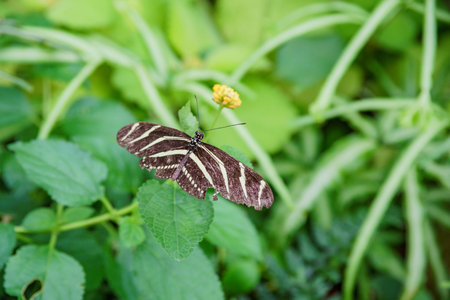 Close up view of a butterfly