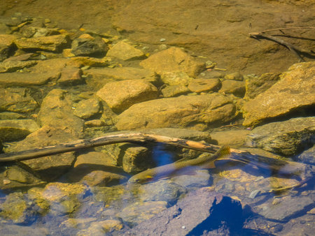 rainbow trout swimming in the lake of Rocky Mountain National Park, Colorado