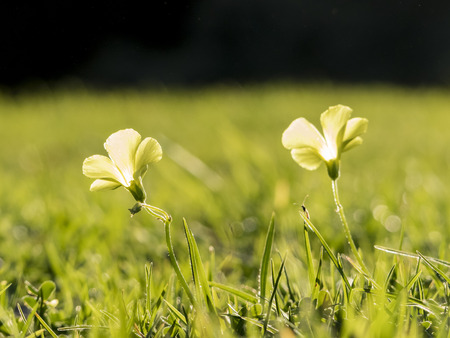 macro shot of Oxalis corniculata blossomの写真素材