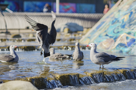 Seagull playing in a fountain at Long Beach, California, United Statesの写真素材
