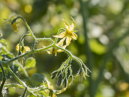 Growing tomato in farm garden at Los Angelesの写真素材